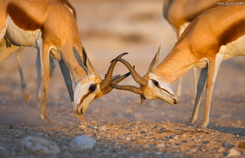 两只鹿打架图片大全
