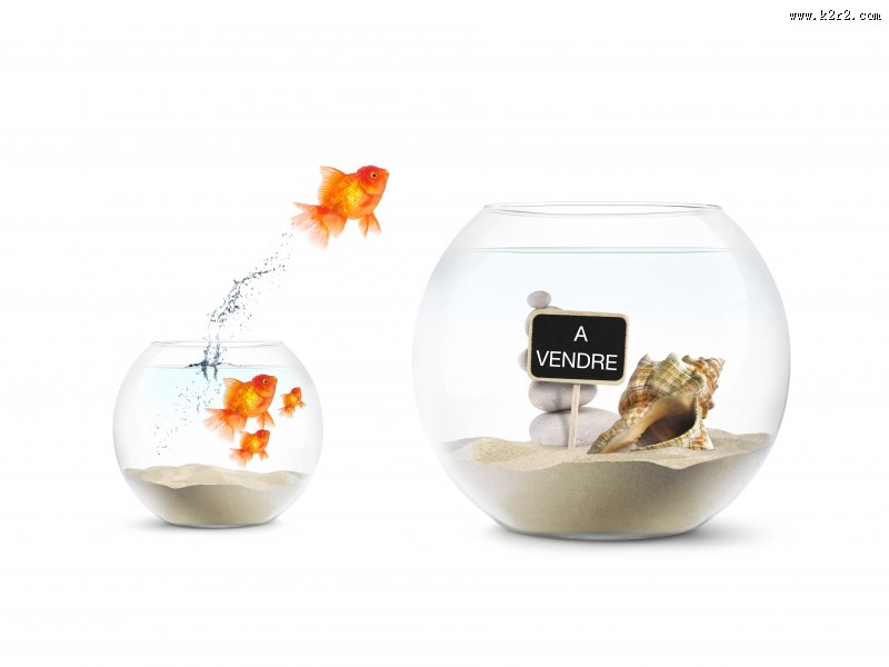 鱼缸中的金鱼图片