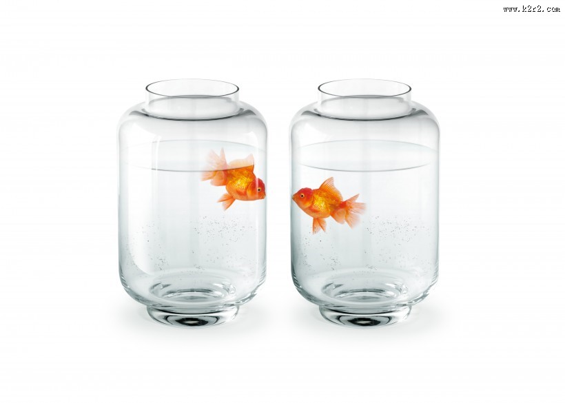 鱼缸中的金鱼图片