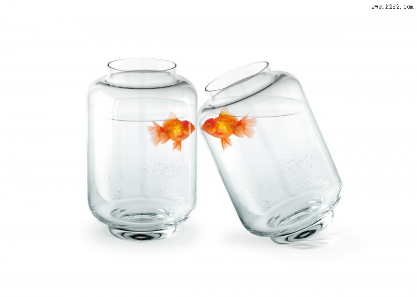 鱼缸中的金鱼图片