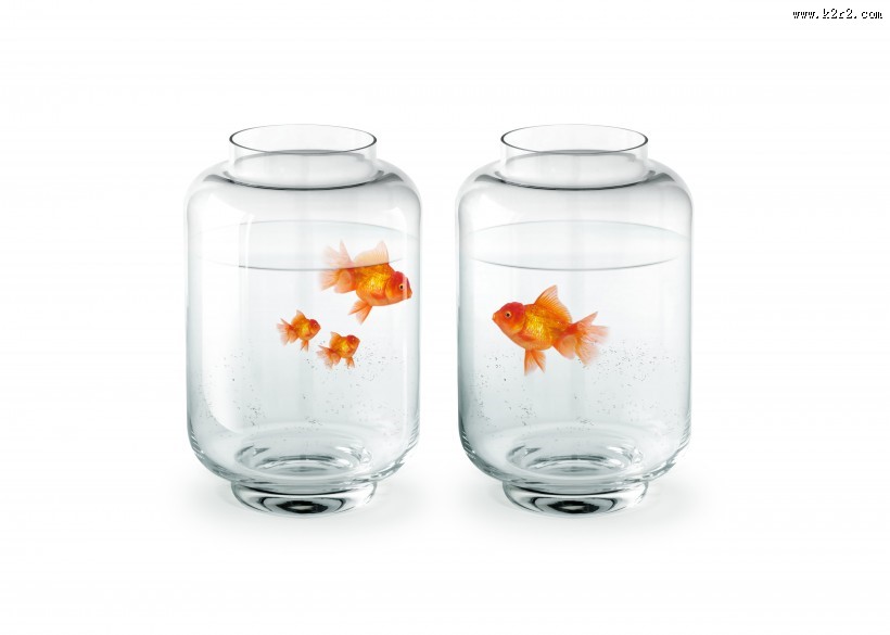 鱼缸中的金鱼图片