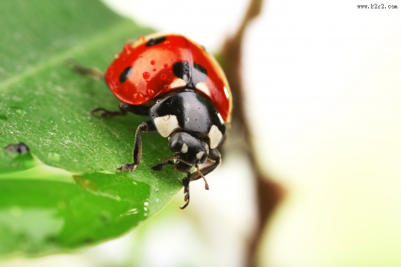 植物上的七星瓢虫图片大全