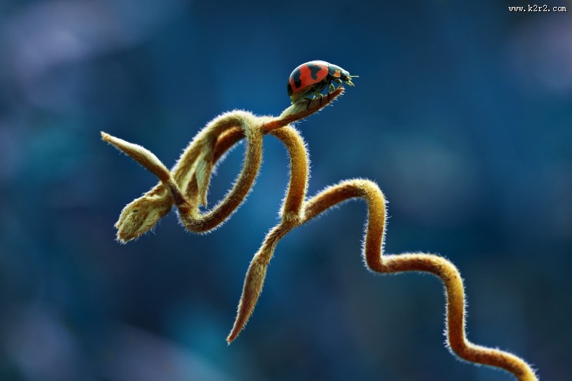 植物上的七星瓢虫图片大全