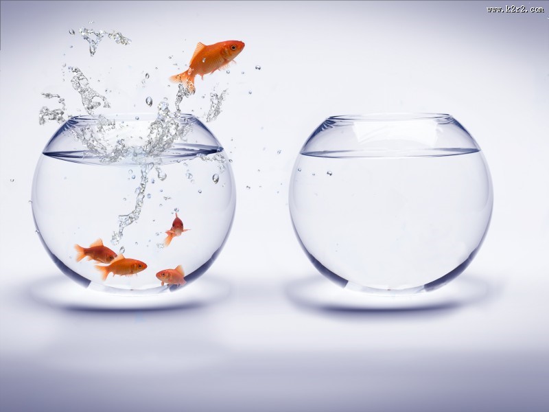 鱼缸中的金鱼图片大全