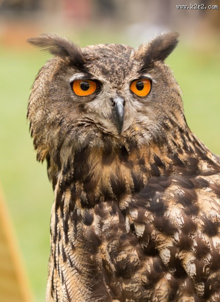 猫头鹰图片