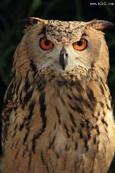猫头鹰图片