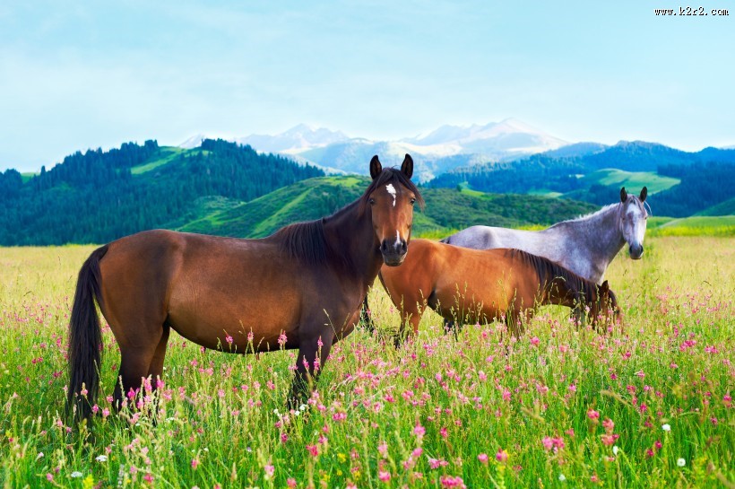 奔跑的骏马图片大全