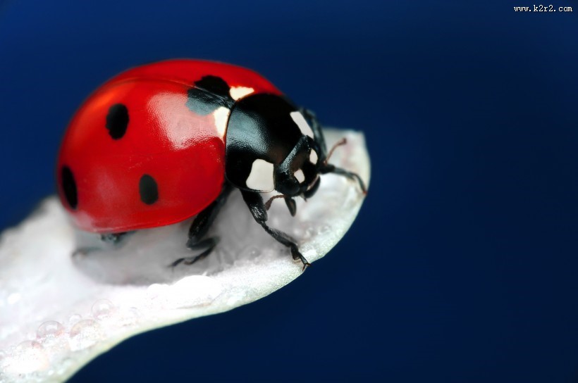 植物上的七星瓢虫图片大全