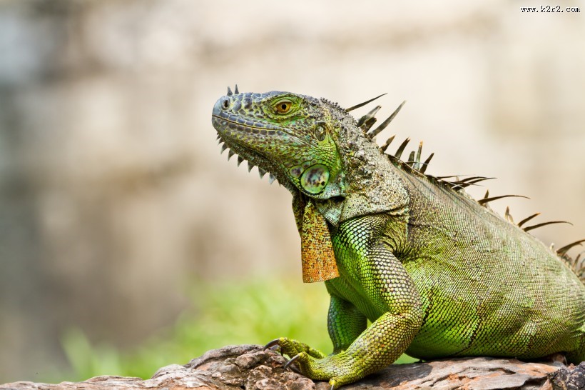 变色龙特写图片大全