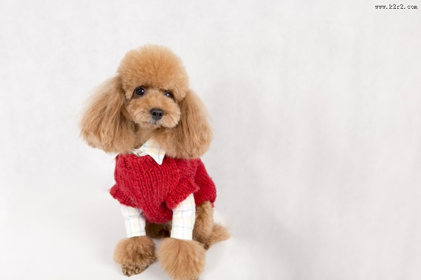 泰迪犬图片大全