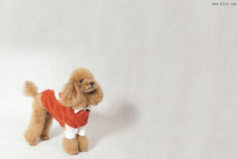 泰迪犬图片大全