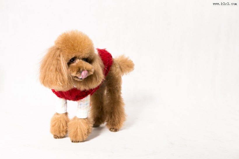 泰迪犬图片大全