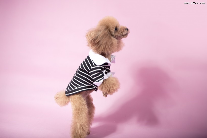 泰迪犬图片大全