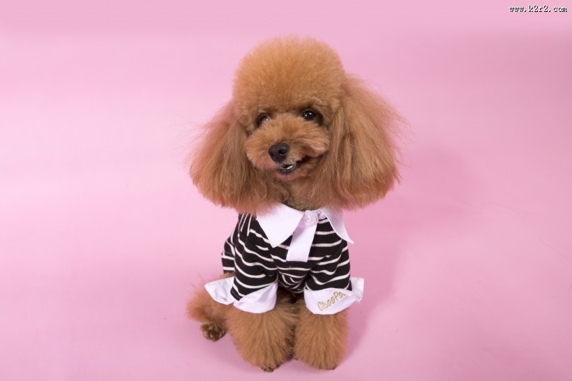 泰迪犬图片大全