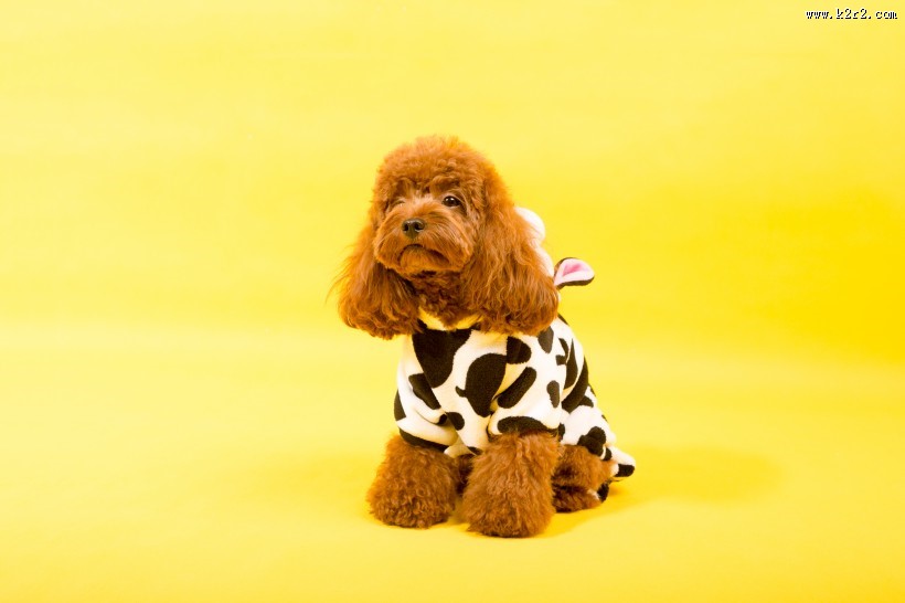 泰迪犬图片大全