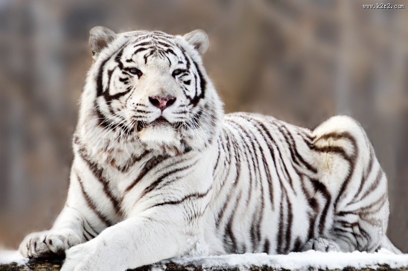 野外老虎图片大全