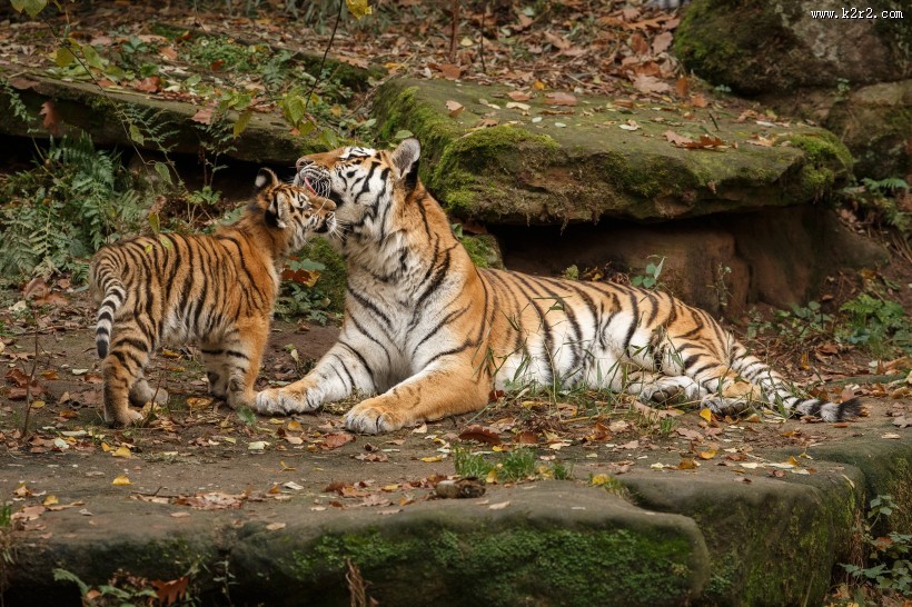 野外老虎图片大全