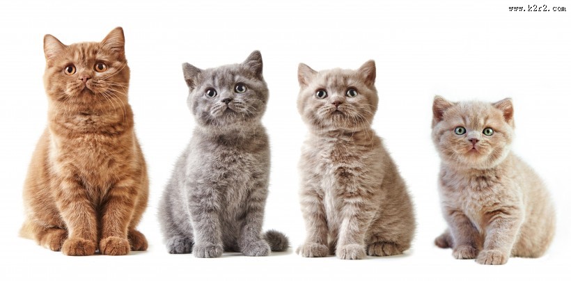 可爱的小猫图片大全