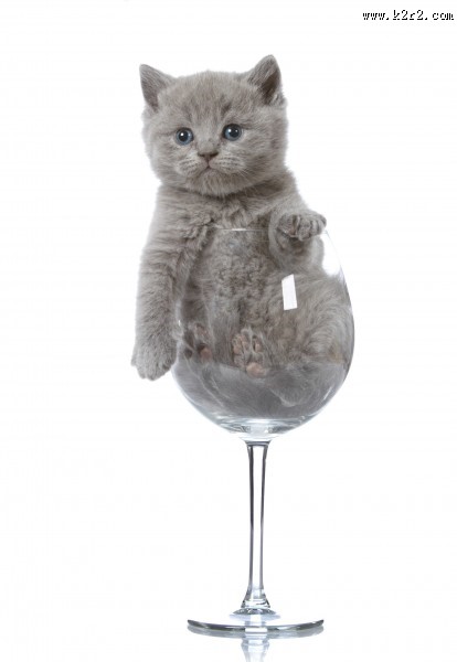 可爱的小猫图片大全