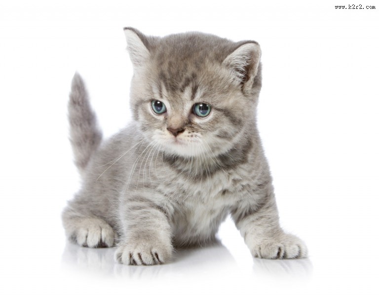 可爱的小猫图片大全