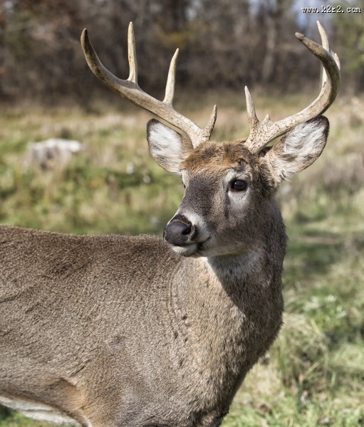 野生鹿图片
