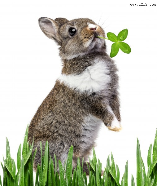 可爱超萌兔子图片