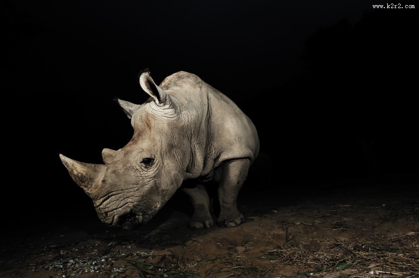 犀牛图片