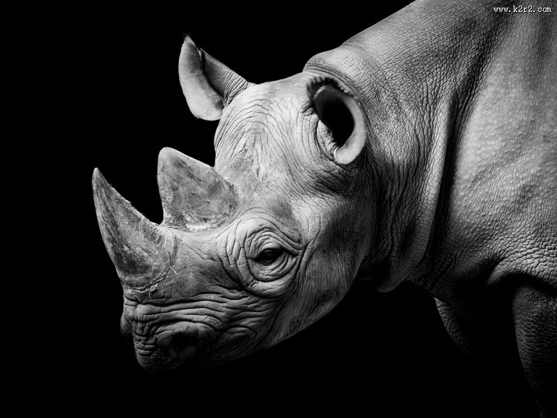 犀牛图片