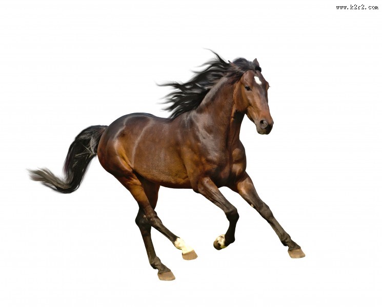 奔跑的骏马图片大全