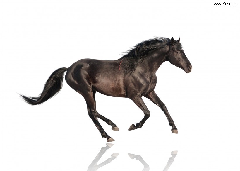 奔跑的骏马图片大全