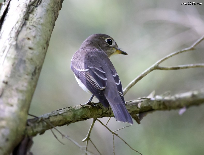 北灰鹟图片大全