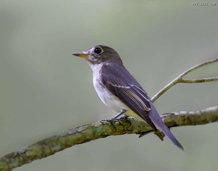 北灰鹟图片大全