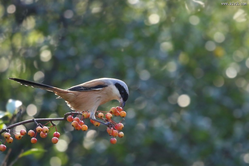 伯劳鸟图片大全