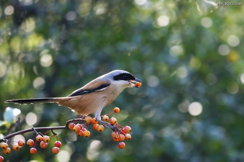 伯劳鸟图片大全