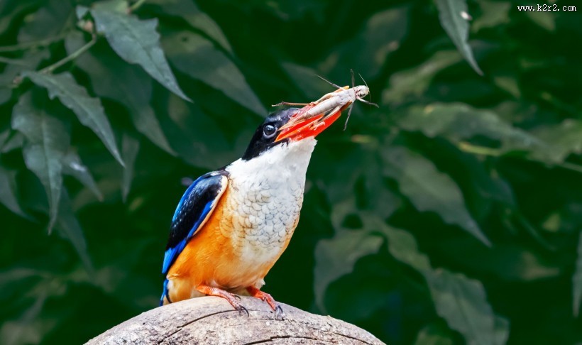 蓝翡翠戏蚱蜢图片大全