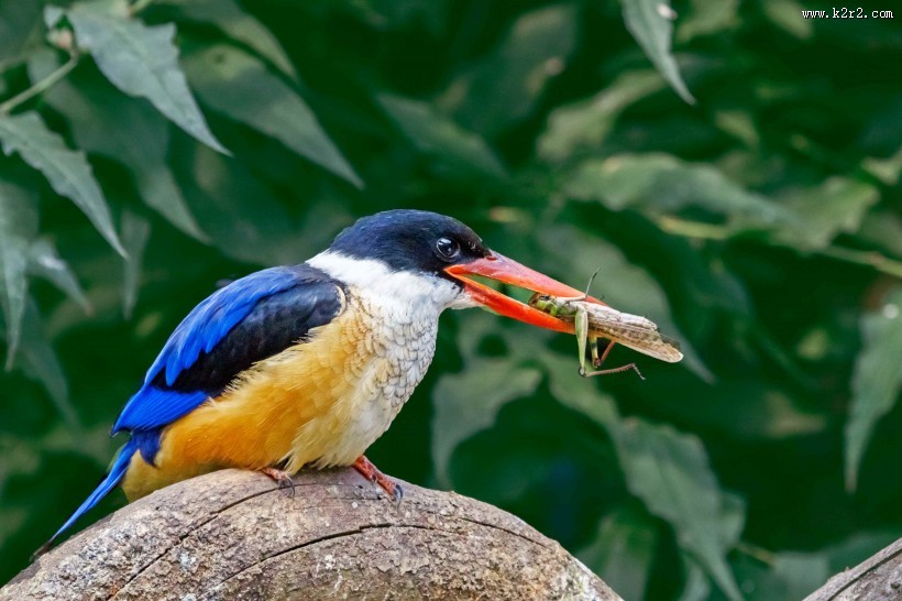 蓝翡翠戏蚱蜢图片大全