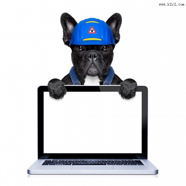 职业装宠物狗图片大全