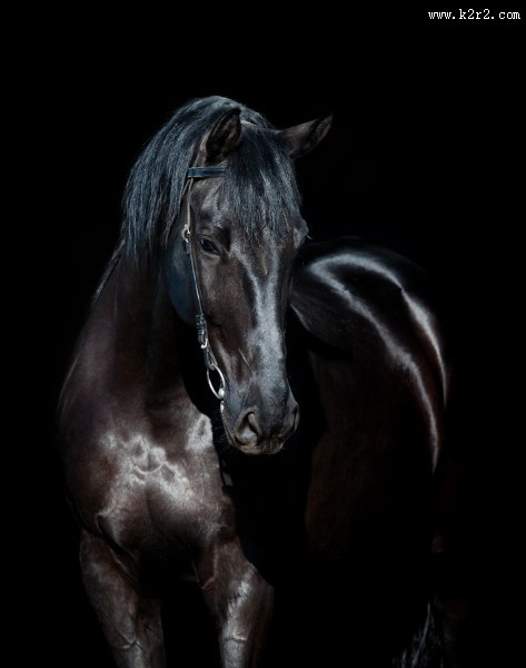 黑色骏马图片