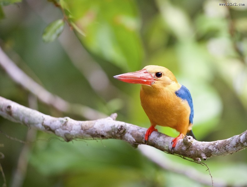 鹳嘴翡翠图片大全
