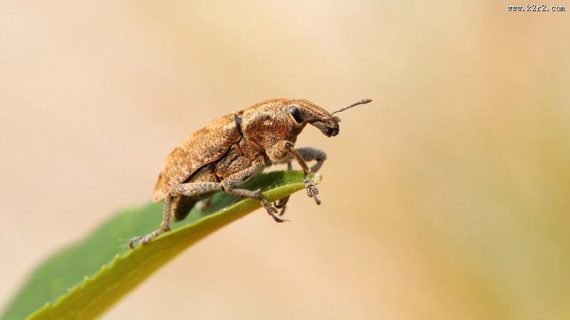 象鼻虫图片大全