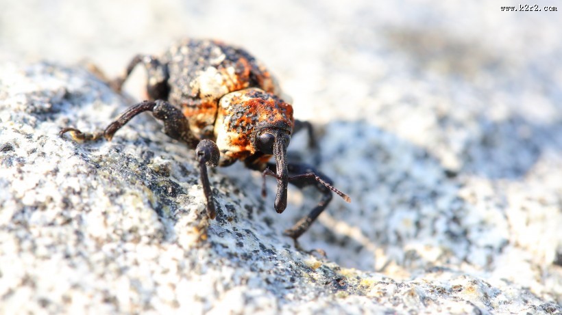 象鼻虫图片大全