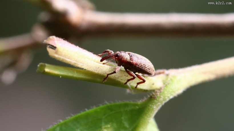 象鼻虫图片大全