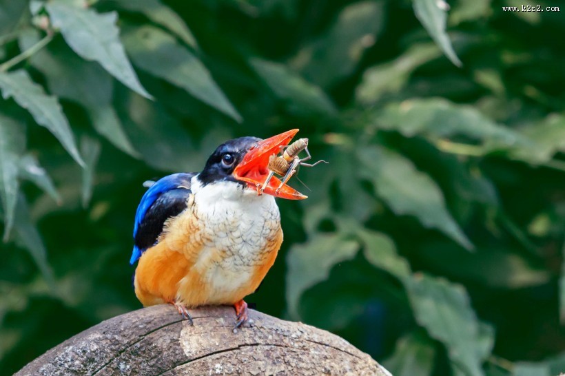 蓝翡翠戏蚱蜢图片大全