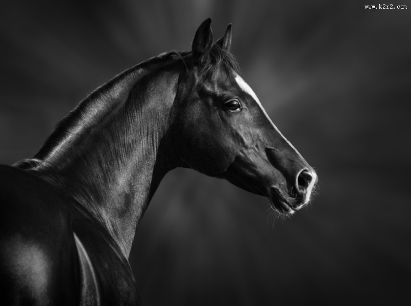 黑色骏马图片