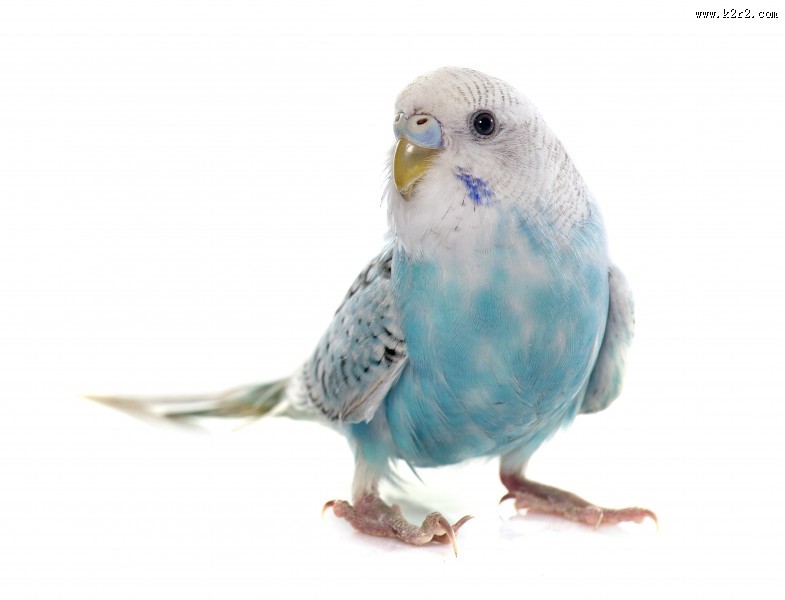 可爱的鹦鹉图片大全