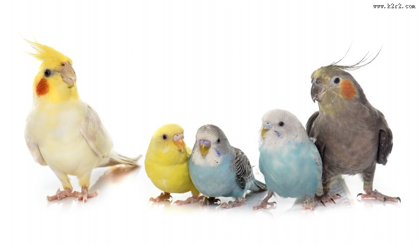 可爱的鹦鹉图片大全