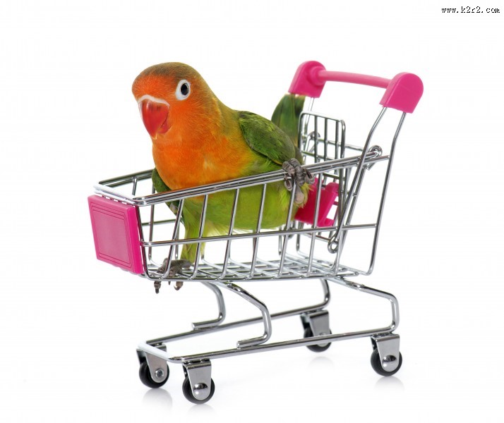 可爱的鹦鹉图片大全