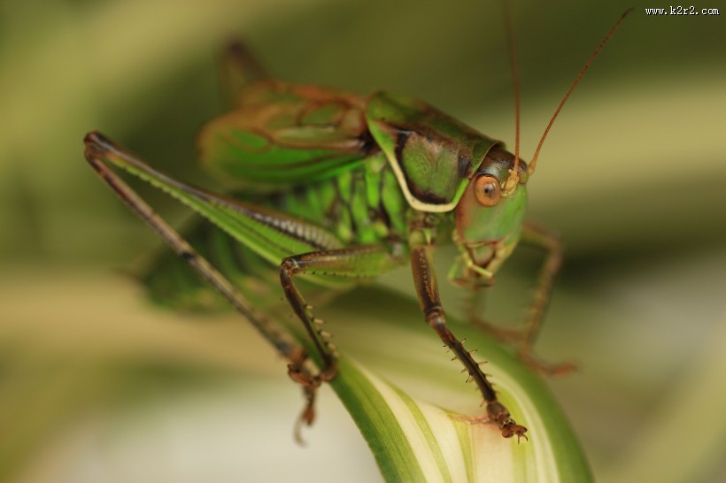 蝈蝈微距图片