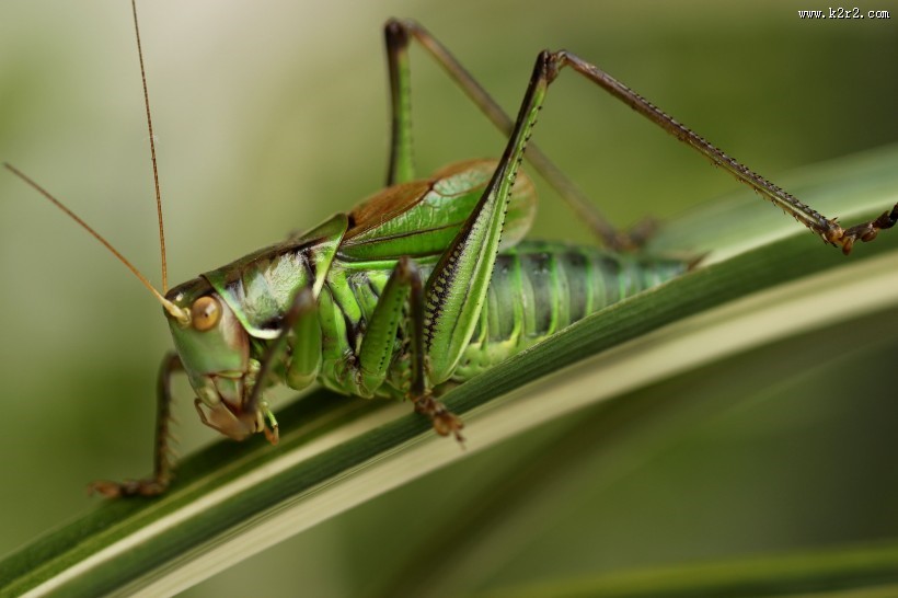 蝈蝈微距图片
