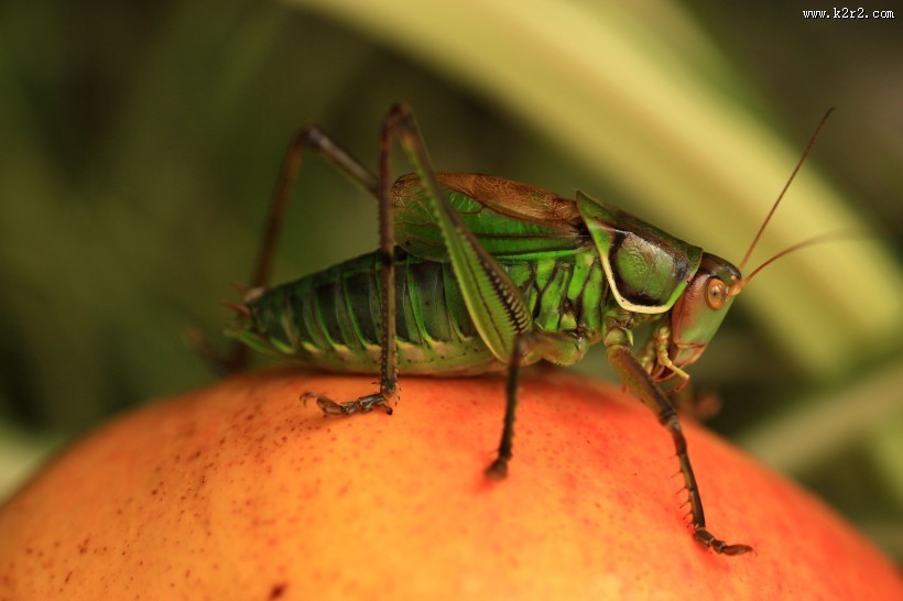 蝈蝈微距图片